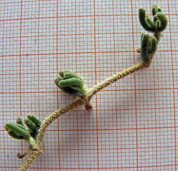 Drosanthemum floribundum (5).jpg