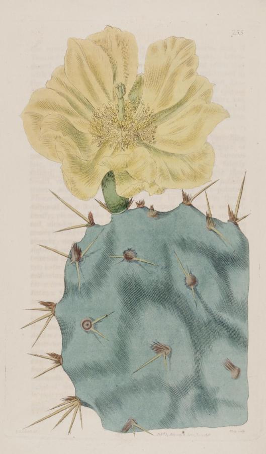 Cactus dillenii Edward's Botanical register 1.jpg