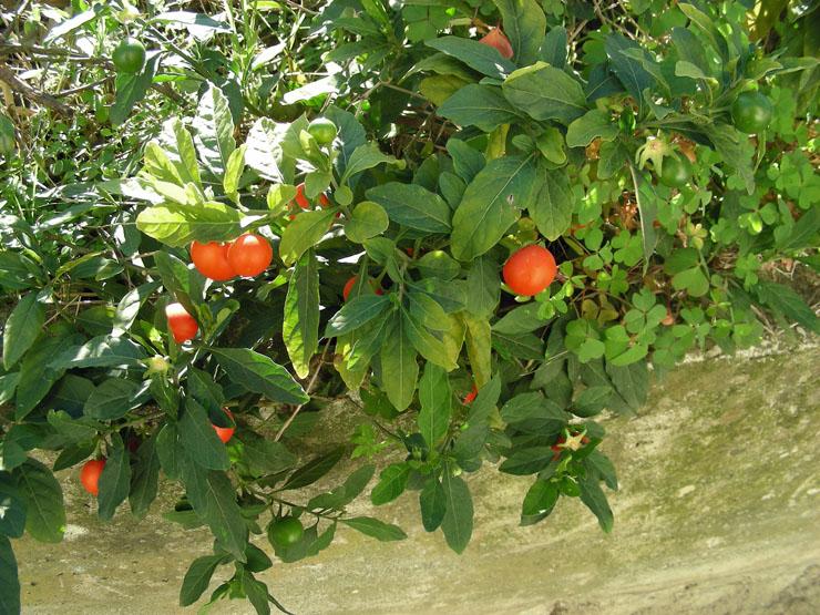 Solanum pseudocapsicum (1).JPG