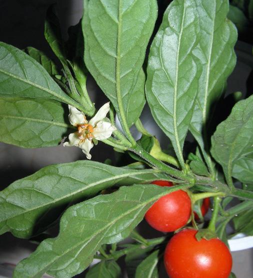 Solanum pseudocapsicum (3).jpg