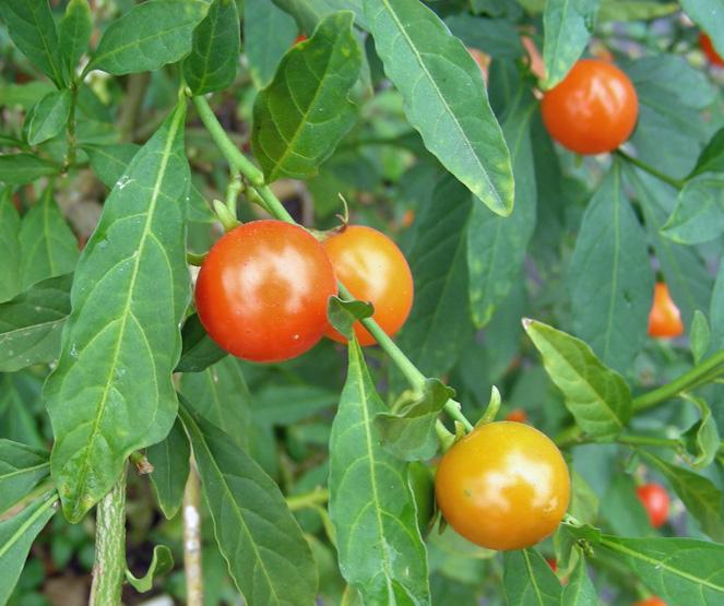Solanum pseudocapsicum (7).jpg
