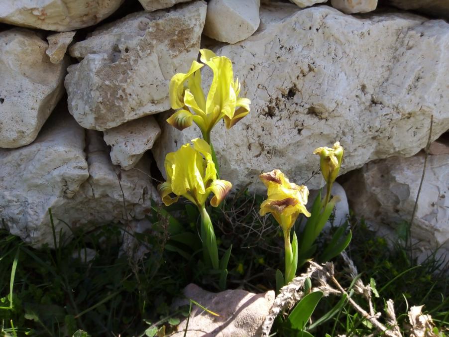 Iris pseudopumila.jpg