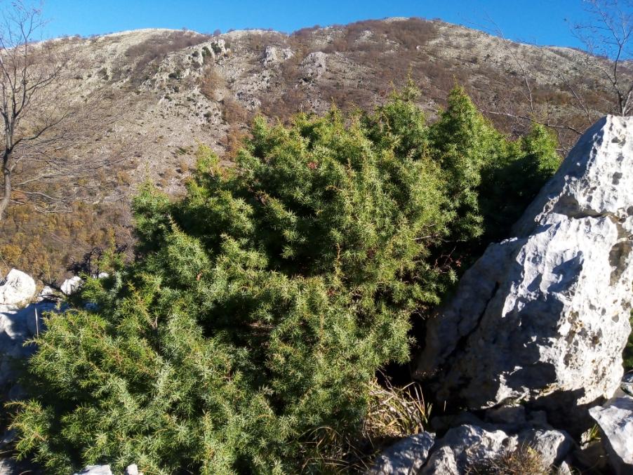 Juniperus deltoides.jpg
