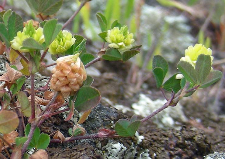Trifolium campestre (1).jpg