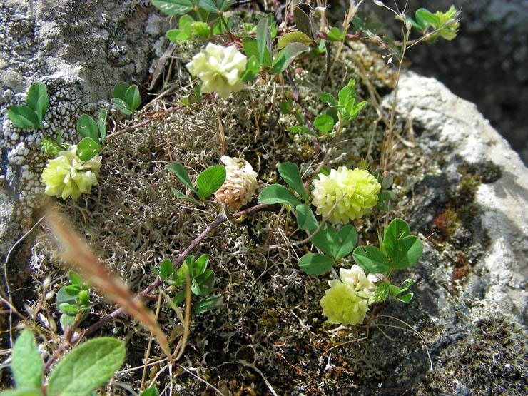 Trifolium campestre (2).JPG
