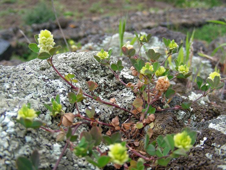 Trifolium campestre (4).jpg
