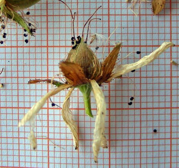 Hypericum perfoliatum (19).jpg