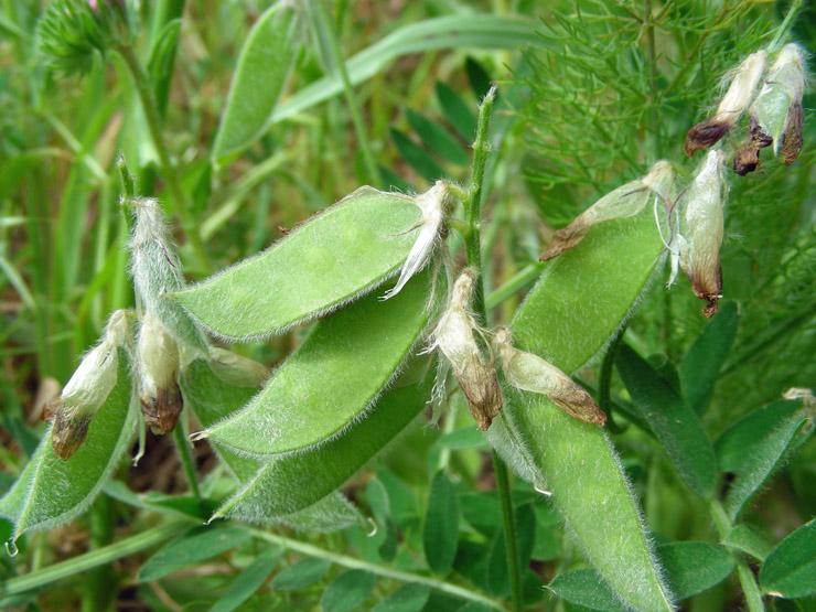 Vicia benghalensis (7).JPG