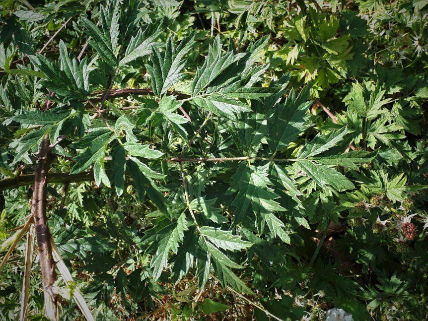 Rubus_ laciniatus_2.jpg