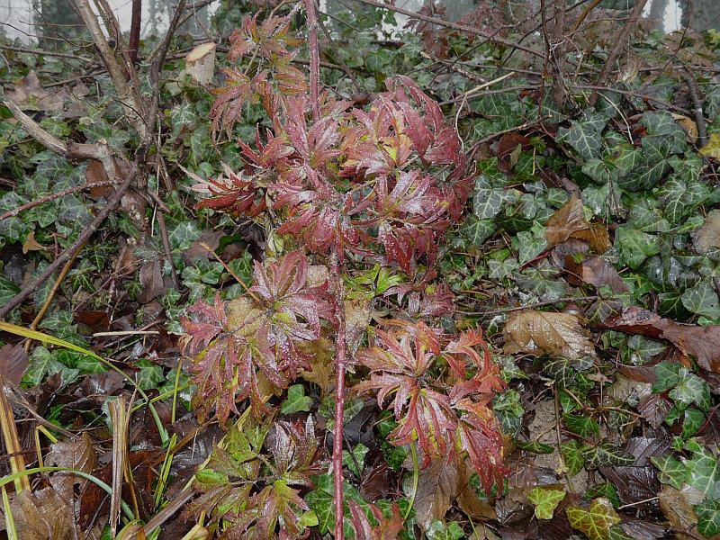 Rubus_ laciniatus_5.jpg