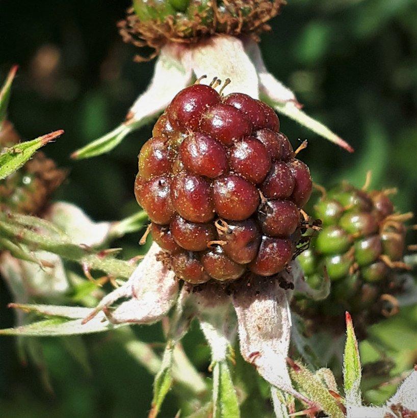 Rubus_ laciniatus_8.jpg