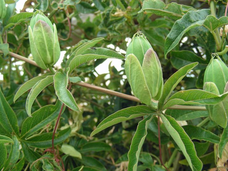 Passiflora caerulea (3).jpg