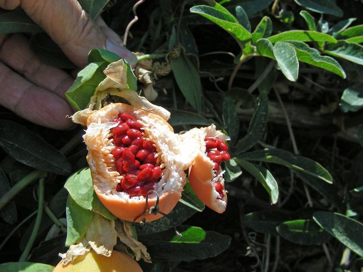 Passiflora caerulea (7).JPG