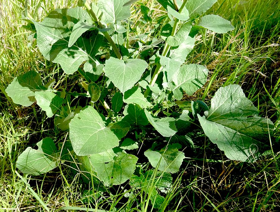 Brassica-rapa-subsp.-campestris-(L.)-A.R.-Clapham.jpg