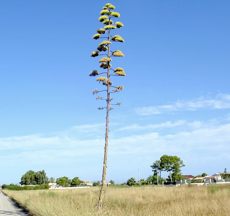 Agave-americana-L.-subsp.-americana.jpg