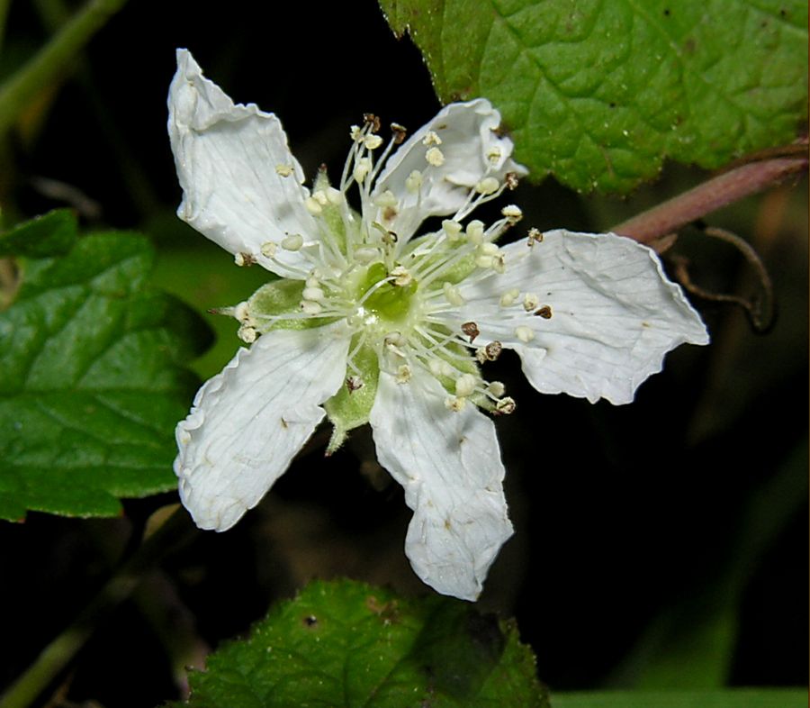 Rubus_caesius.jpg