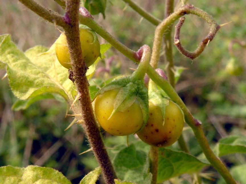 Solanum_carolinense_frutti (2).jpg