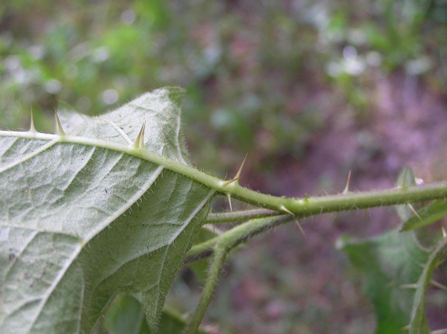 Solanum carolinense.JPG