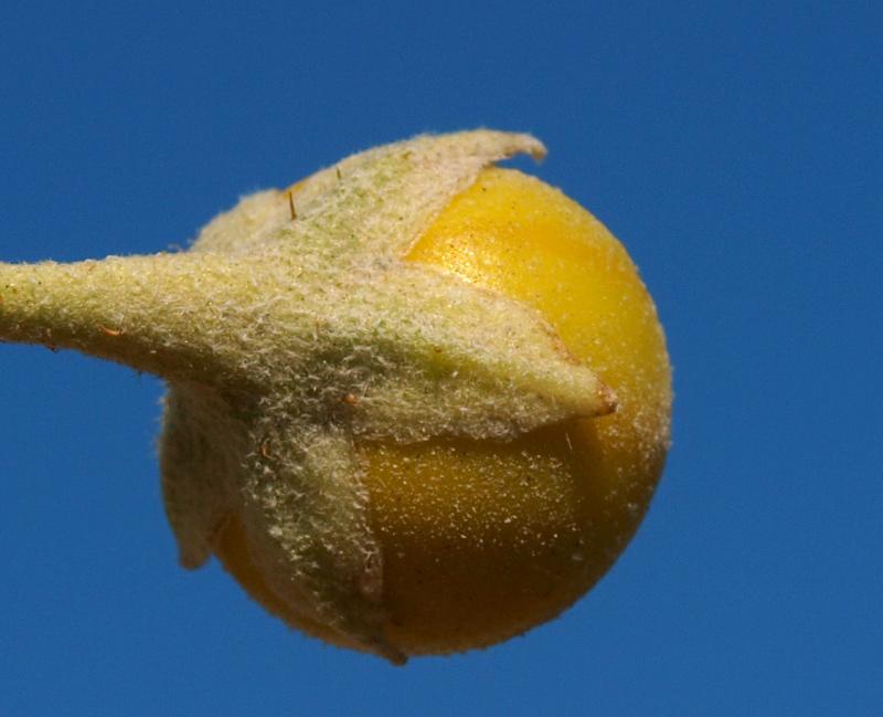 Solanum_elaeagnifolium_16.jpg