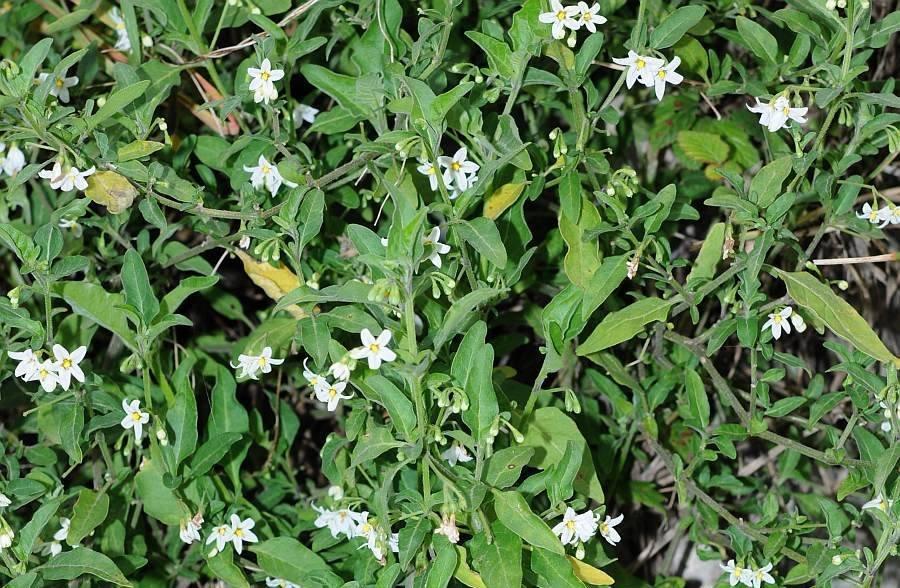 Solanum_chenopodioides_1.jpg