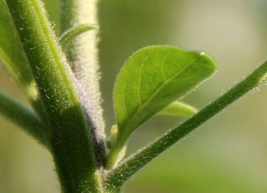 Solanum_chenopodioides_6.jpg