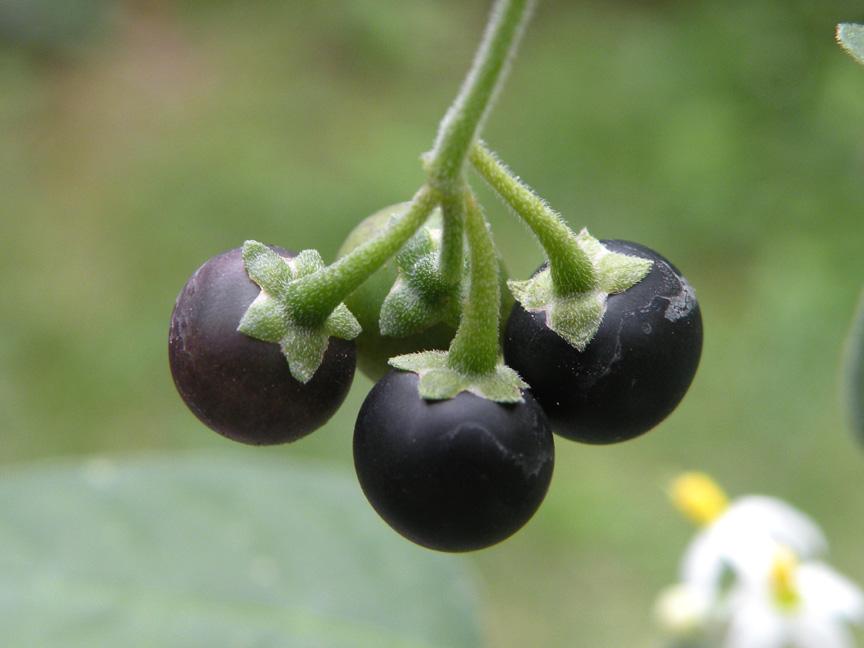 Solanum_chenopodioides_7.jpg
