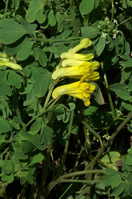 2Pseudofumaria-lutea(L_)-Bo.jpg