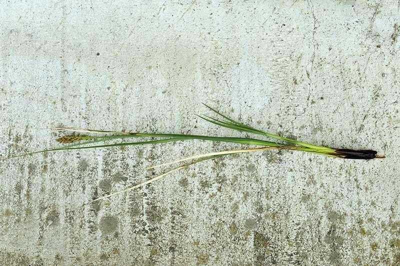 2-Carex appropinquata-Ennio Cassanego.jpg