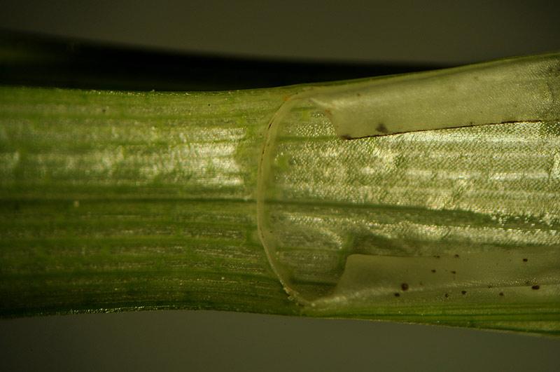 5-Carex appropinquata-Ennio Cassanego.jpg