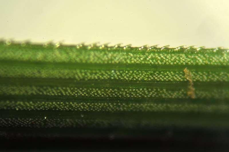 6-Carex appropinquata-Ennio Cassanego.jpg