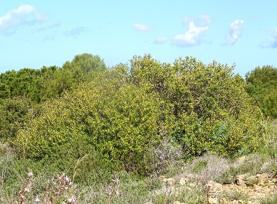Phillyrea-angustifolia-L..jpg