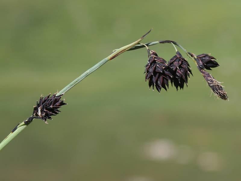 Carex atrofusca Renzo Salvo1.jpg