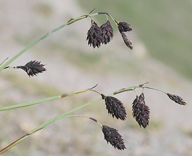 Carex atrofusca Renzo Salvo2.jpg