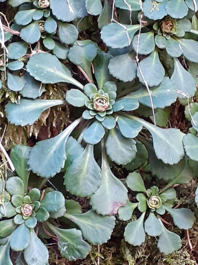 Saxifraga cuneifolia L..jpg