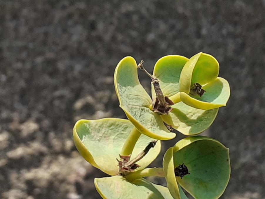 Euphorbia paralias L. (b).jpg