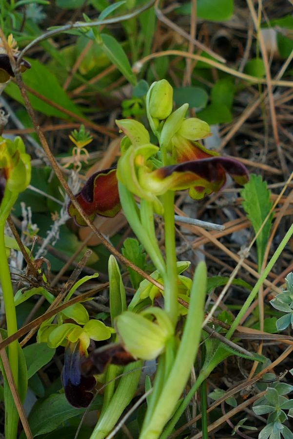 Ophrys iricolor subsp.eleonorae (4).JPG