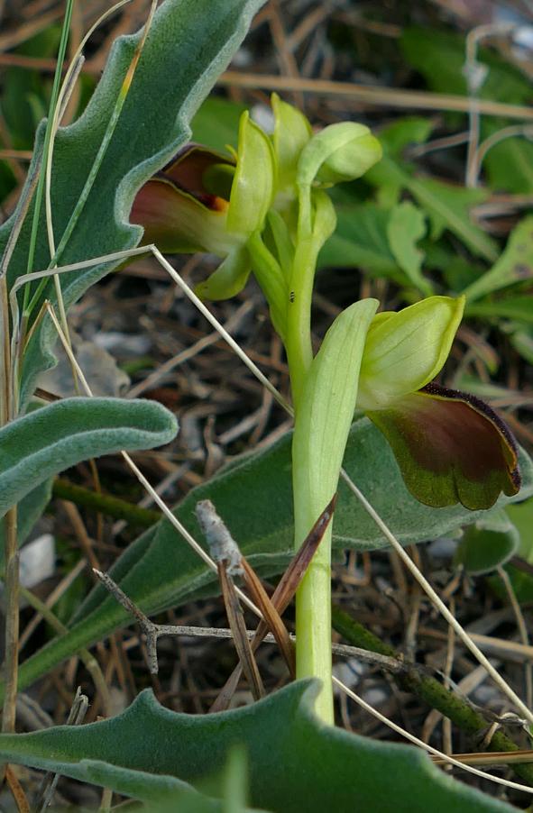 Ophrys iricolor subsp.eleonorae (7).JPG