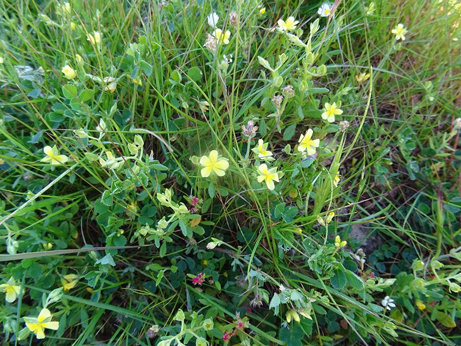 Helianthemum-salicifolium-(L.)-Mill..jpg