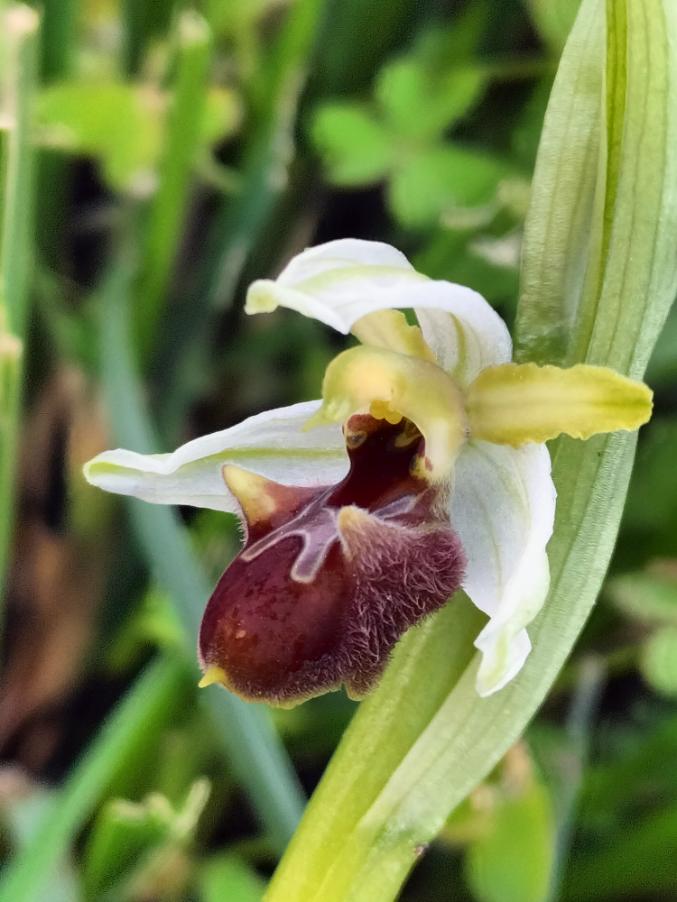 Ophrys.jpg