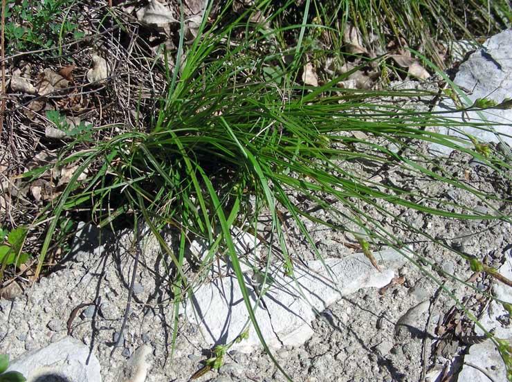 Carex liparocarpos (3).jpg