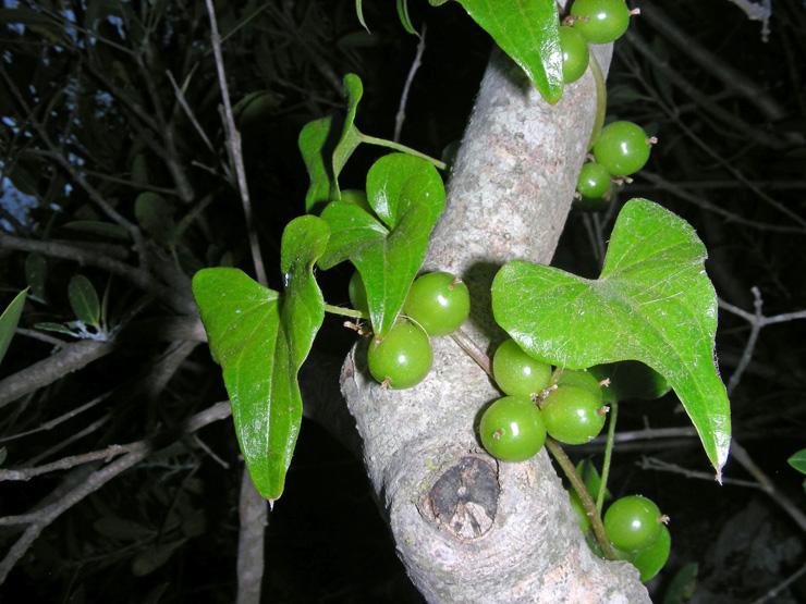 Dioscorea communis (5).JPG