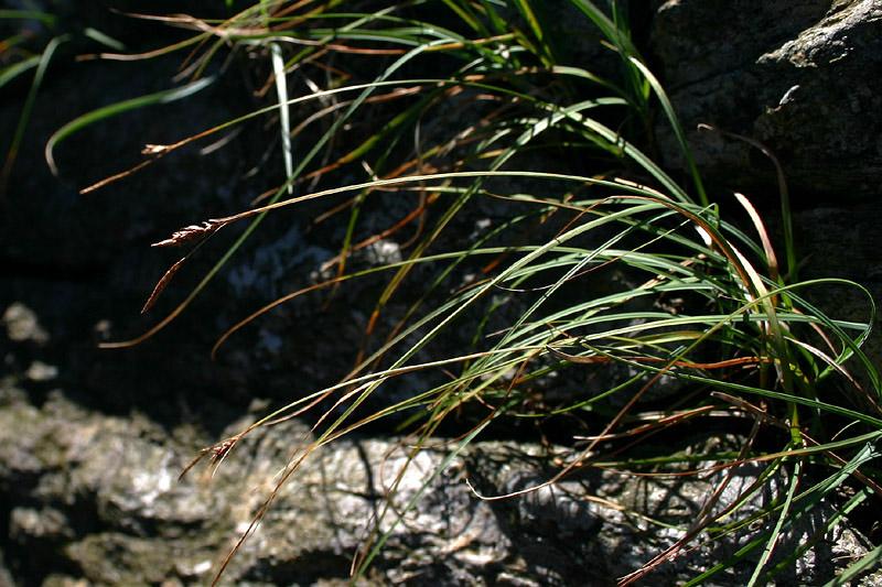 2-Carex fimbriata Umberto Ferrando.jpg.jpg