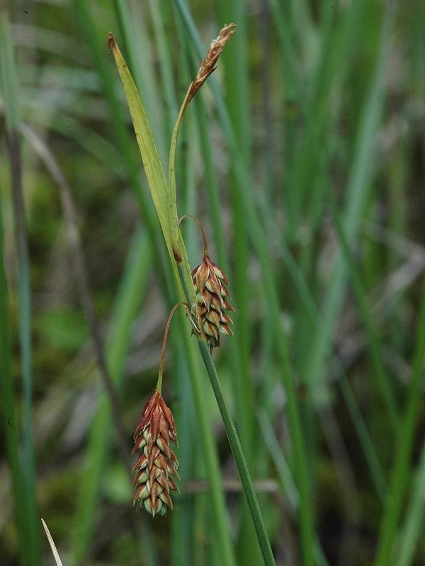 6-Carex magellanica subsp.irrigua Giovanni Dose.jpg