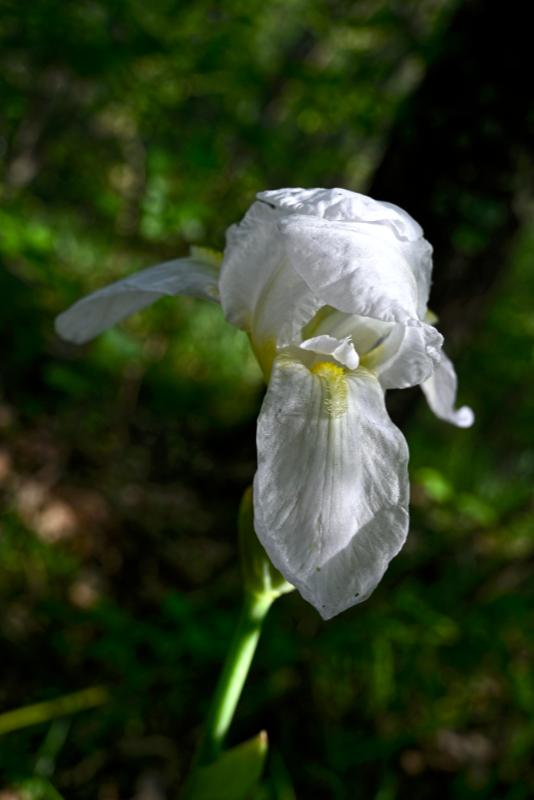 Iris fiore.jpg
