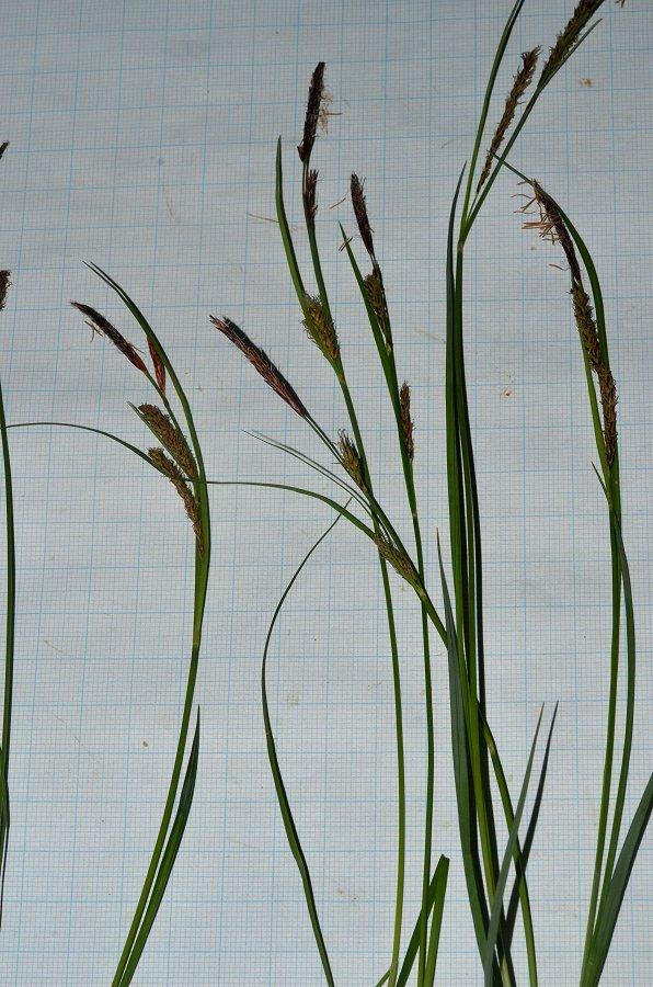 Carex 20240415-112.jpg