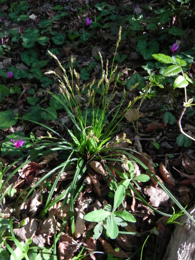Carex sp. - Valle Scappuccia - sent. 107AG 7-4-2024 (64).JPG