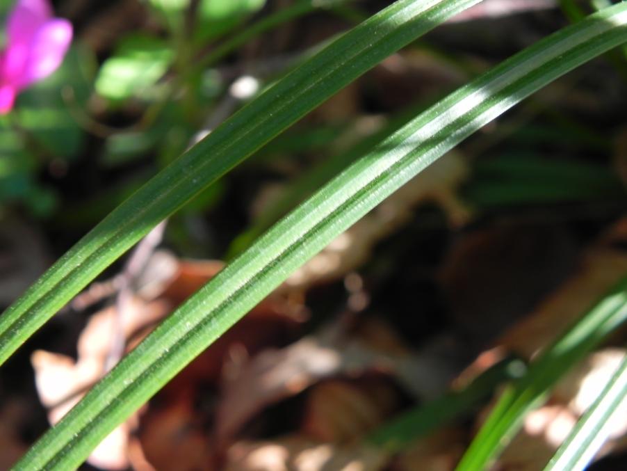 Carex sp. - Valle Scappuccia - sent. 107AG 7-4-2024 (66).JPG