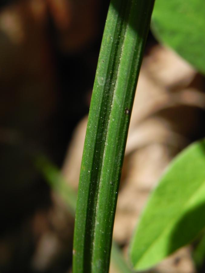 Carex sp. - Valle Scappuccia - sent. 107AG 7-4-2024 (69).JPG