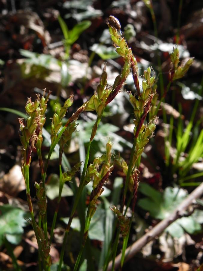 Carex sp. - Valle Scappuccia - sent. 107AG 7-4-2024 (71).JPG