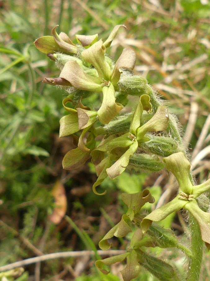 Hesperis laciniata All. subsp. laciniata 2024-04-16 Sarnano Pianatelle (5).JPG